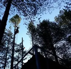 TALA Y PODA EN ALTURA DE ÁRBOLES La Rioja 