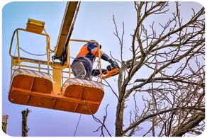 Podas en Altura La Rioja y provincia Arboricultura Podas de altura La Rioja y provincia Arboricultura