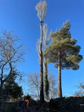 Tala y poda de árboles en altura La Rioja Arboricultura Podas y talas de árboles en altura La Rioja Arboricultura