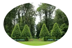 Tala y poda en altura de árboles La Rioja Arboricultura Tala y poda en altura de árboles La Rioja Arboricultura